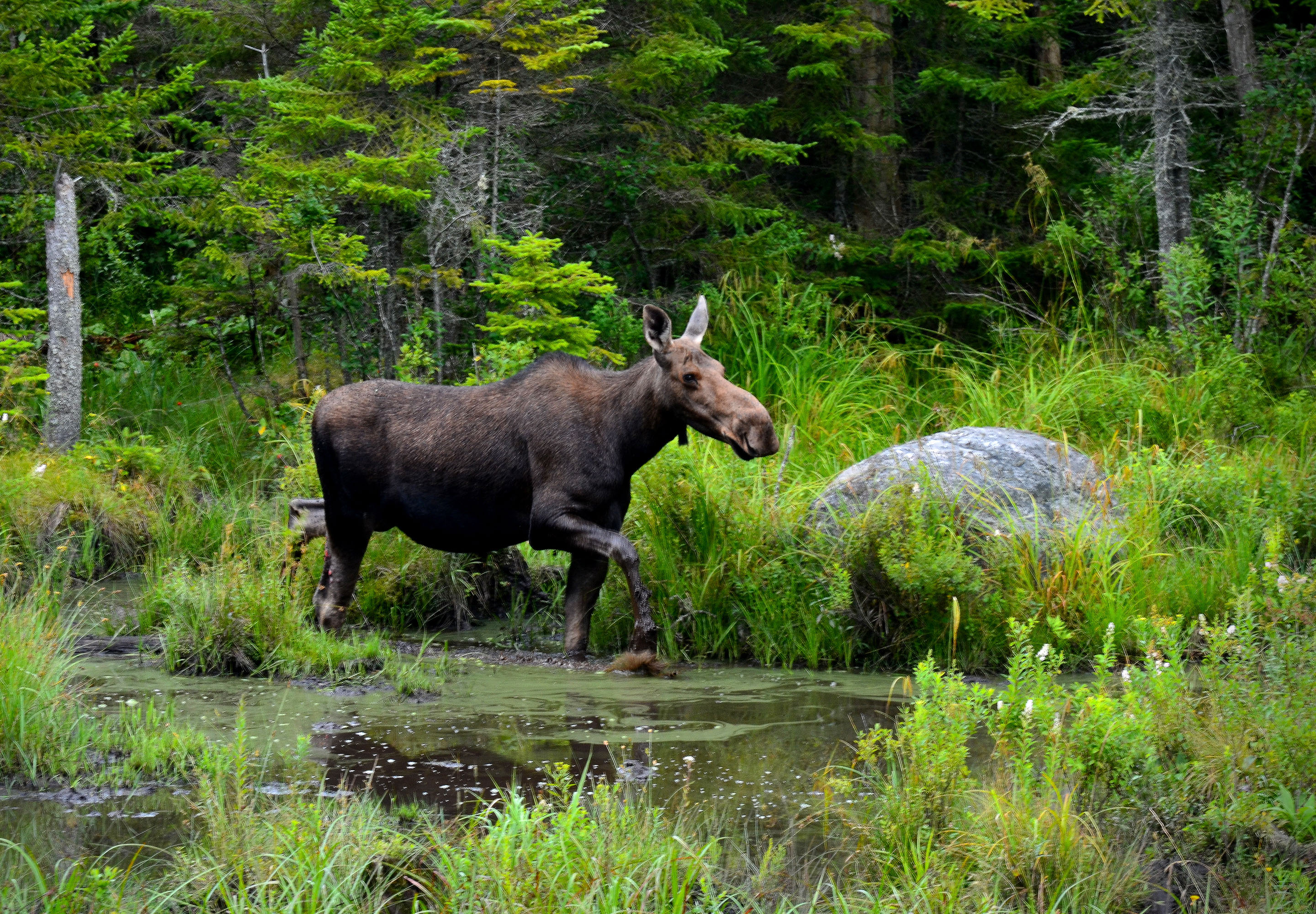 a moose crossing a stream